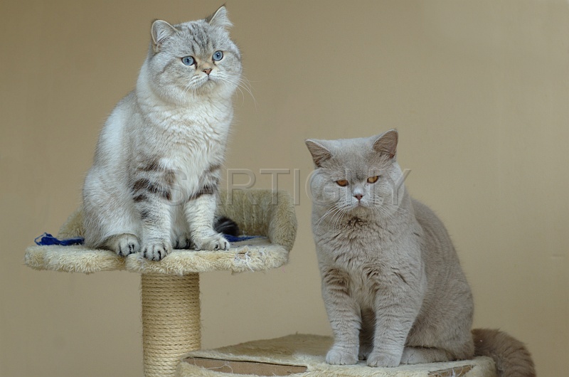 BRITISH SHORTHAIR 011.jpg